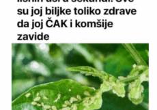 Svekrva se riješila lisnih uši za nekoliko sekundi: biljke koje uzgaja toliko su zdrave da su joj čak i susjedi zavidni