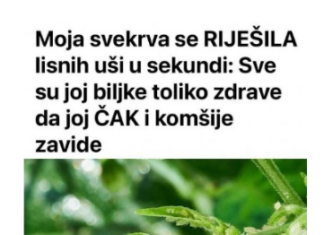 Svekrva se riješila lisnih uši za nekoliko sekundi: biljke koje uzgaja toliko su zdrave da su joj čak i susjedi zavidni Svekrva se riješila lisnih uši za nekoliko sekundi: biljke koje uzgaja toliko su zdrave da su joj čak i susjedi zavidni