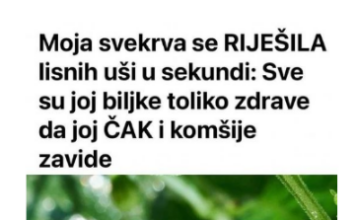 Svekrva se riješila lisnih uši za nekoliko sekundi: biljke koje uzgaja toliko su zdrave da su joj čak i susjedi zavidni Svekrva se riješila lisnih uši za nekoliko sekundi: biljke koje uzgaja toliko su zdrave da su joj čak i susjedi zavidni