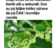 Svekrva se riješila lisnih uši za nekoliko sekundi: biljke koje uzgaja toliko su zdrave da su joj čak i susjedi zavidni