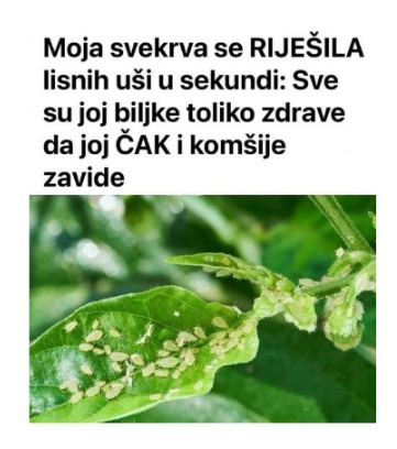 Svekrva se riješila lisnih uši za nekoliko sekundi: biljke koje uzgaja toliko su zdrave da su joj čak i susjedi zavidni