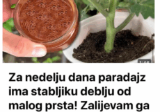 Za nedelju dana paradajz ima stabljiku deblju od malog prsta! Zalijevam ga OVOM smjesom..