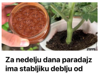 Za nedelju dana paradajz ima stabljiku deblju od malog prsta! Zalijevam ga OVOM smjesom.. Za nedelju dana paradajz ima stabljiku deblju od malog prsta! Zalijevam ga OVOM smjesom..
