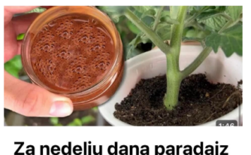 Za nedelju dana paradajz ima stabljiku deblju od malog prsta! Zalijevam ga OVOM smjesom.. Za nedelju dana paradajz ima stabljiku deblju od malog prsta! Zalijevam ga OVOM smjesom..