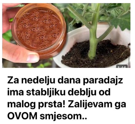 Za nedelju dana paradajz ima stabljiku deblju od malog prsta! Zalijevam ga OVOM smjesom..