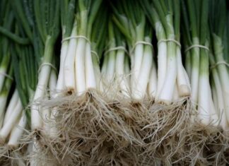 Zdravstvene dobrobiti koje pruža mladi luk Zdravstvene dobrobiti koje pruža mladi luk