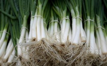Zdravstvene dobrobiti koje pruža mladi luk Zdravstvene dobrobiti koje pruža mladi luk
