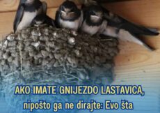 AKO IMATE GNIJEZDO LASTAVICA, nipošto ga ne dirajte: Evo šta ono znači prema narodnom vjerovanju AKO IMATE GNIJEZDO LASTAVICA, nipošto ga ne dirajte: Evo šta ono znači prema narodnom vjerovanju