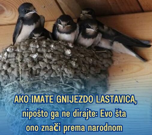 AKO IMATE GNIJEZDO LASTAVICA, nipošto ga ne dirajte: Evo šta ono znači prema narodnom vjerovanju