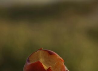 Alergija na polen: Breskva može biti opasna Alergija na polen: Breskva može biti opasna