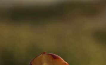 Alergija na polen: Breskva može biti opasna Alergija na polen: Breskva može biti opasna