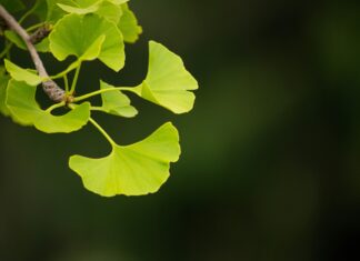 Biljka koja poboljšava pamćenje, ali može izazvati opasna unutrašnja krvarenja Biljka koja poboljšava pamćenje, ali može izazvati opasna unutrašnja krvarenja