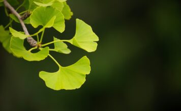 Biljka koja poboljšava pamćenje, ali može izazvati opasna unutrašnja krvarenja Biljka koja poboljšava pamćenje, ali može izazvati opasna unutrašnja krvarenja