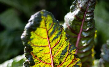 Blitva liječi više od rana: Prirodni saveznik protiv upala, infekcija i oštećenja kože Blitva liječi više od rana: Prirodni saveznik protiv upala, infekcija i oštećenja kože