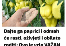 Dajte ga paprici i odmah će rasti, oživjeti i obilato roditi: Ovo je vrlo VAŽAN korak