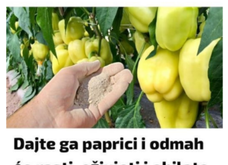 Dajte ga paprici i odmah će rasti, oživjeti i obilato roditi: Ovo je vrlo VAŽAN korak Dajte ga paprici i odmah će rasti, oživjeti i obilato roditi: Ovo je vrlo VAŽAN korak