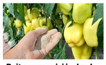 Dajte ga paprici i odmah će rasti, oživjeti i obilato roditi: Ovo je vrlo VAŽAN korak Dajte ga paprici i odmah će rasti, oživjeti i obilato roditi: Ovo je vrlo VAŽAN korak