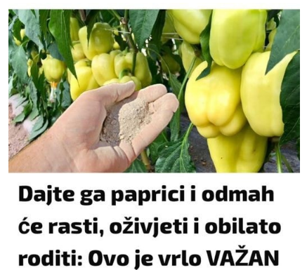 Dajte ga paprici i odmah će rasti, oživjeti i obilato roditi: Ovo je vrlo VAŽAN korak Dajte ga paprici i odmah će rasti, oživjeti i obilato roditi: Ovo je vrlo VAŽAN korak