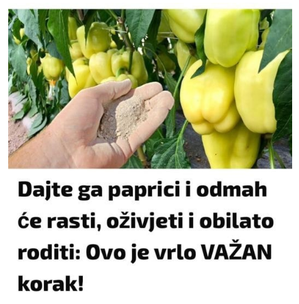 Dajte ga paprici i odmah će rasti, oživjeti i obilato roditi: Ovo je vrlo VAŽAN korak
