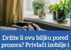 Držite li ovu biljku pored prozora Privlači izobilje i novac kao magnet, odmah je nabavite