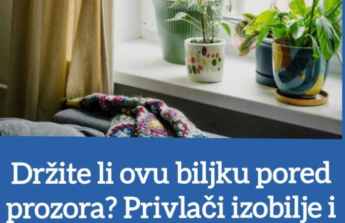 Držite li ovu biljku pored prozora Privlači izobilje i novac kao magnet, odmah je nabavite