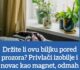 Držite li ovu biljku pored prozora Privlači izobilje i novac kao magnet, odmah je nabavite