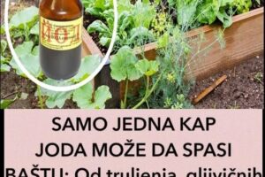 JEDNA KAP JODA MOŽE DA SPASI BAŠTU: Od truljenja, gljivičnih infekcija i pepelnice! Evo kako se koristi