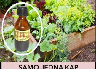 JEDNA KAP JODA MOŽE DA SPASI BAŠTU: Od truljenja, gljivičnih infekcija i pepelnice! Evo kako se koristi JEDNA KAP JODA MOŽE DA SPASI BAŠTU: Od truljenja, gljivičnih infekcija i pepelnice! Evo kako se koristi