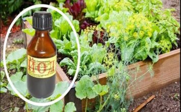 JEDNA KAP JODA MOŽE DA SPASI BAŠTU: Od truljenja, gljivičnih infekcija i pepelnice! Evo kako se koristi JEDNA KAP JODA MOŽE DA SPASI BAŠTU: Od truljenja, gljivičnih infekcija i pepelnice! Evo kako se koristi