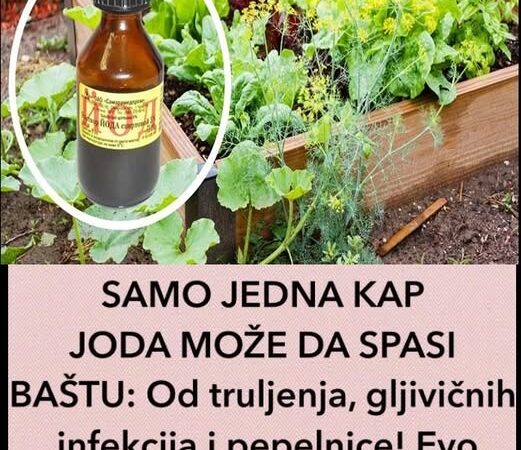 JEDNA KAP JODA MOŽE DA SPASI BAŠTU: Od truljenja, gljivičnih infekcija i pepelnice! Evo kako se koristi