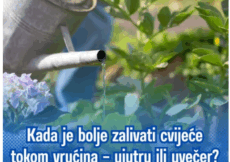 Kada je bolje zalivati cvijeće tokom vrućina – ujutru ili uvečer? Samo jedno je ispravno