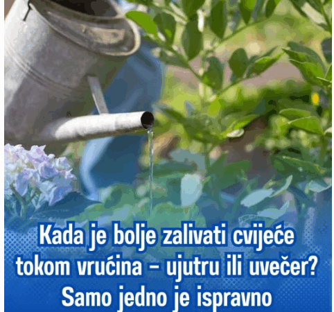 Kada je bolje zalivati cvijeće tokom vrućina – ujutru ili uvečer? Samo jedno je ispravno