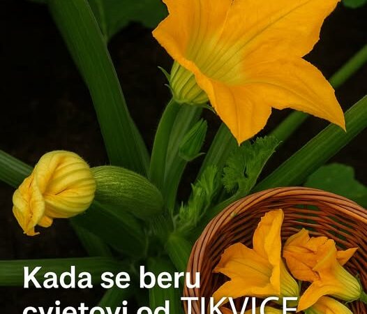 Kada se beru cvjetovi od tikvice – i čemu služe?