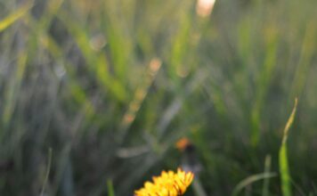 Kafa od maslačka – prirodni saveznik jetre i probave Kafa od maslačka – prirodni saveznik jetre i probave