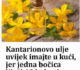 KANTARI0NOVO ULJE uvijek imajte ukući, jer jedna bočica LIJEČI 10 BOLESTI