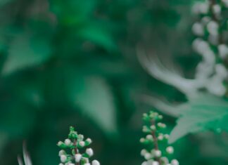 Mačji brk: Zaustavlja bubrežni kamenac i olakšava njegovo izbacivanje Mačji brk: Zaustavlja bubrežni kamenac i olakšava njegovo izbacivanje