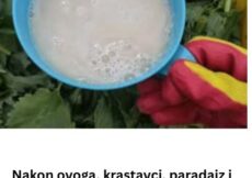 Nakon ovoga, krastavci, paradajz i paprike rastu kao požar: Ljeti samo prelijte ovo čudo direktno na korijenje i nećete prepoznati svoj urod!