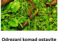 Odrezani komad ostavite da leži u bašti: RIJEŠIT ĆETE SE SVIH PUŽEVA! Odrezani komad ostavite da leži u bašti: RIJEŠIT ĆETE SE SVIH PUŽEVA!