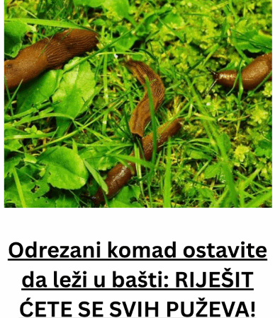 Odrezani komad ostavite da leži u bašti: RIJEŠIT ĆETE SE SVIH PUŽEVA!