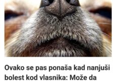 Ovako se pas ponaša kad nanjuši bolest kod vlasnika: Može da predoseti 5 opakih stanja i 3 neverovatne stvari!