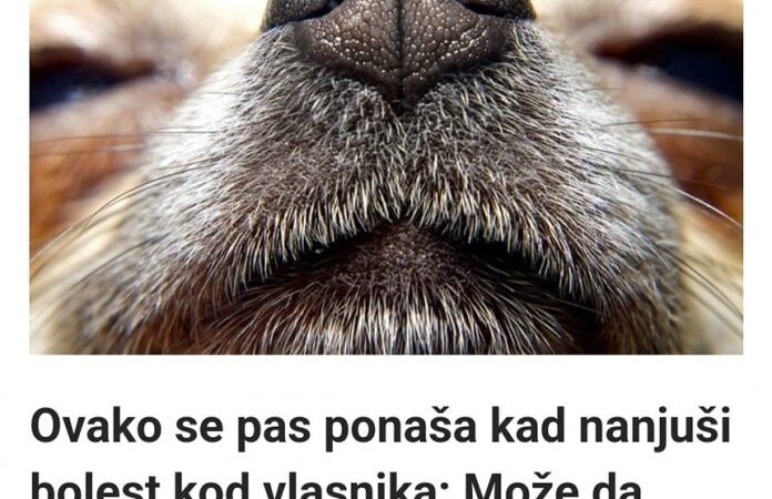 Ovako se pas ponaša kad nanjuši bolest kod vlasnika: Može da predoseti 5 opakih stanja i 3 neverovatne stvari!