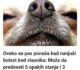 Ovako se pas ponaša kad nanjuši bolest kod vlasnika: Može da predoseti 5 opakih stanja i 3 neverovatne stvari!
