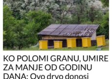 OVO DRVO DONOSI NESREĆU: KO MU POLOMI GRANU UMIRE ZA MANJE OD GODINU DANA.. OVO DRVO DONOSI NESREĆU: KO MU POLOMI GRANU UMIRE ZA MANJE OD GODINU DANA..