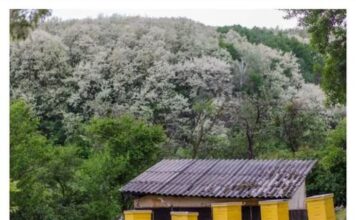OVO DRVO DONOSI NESREĆU: KO MU POLOMI GRANU UMIRE ZA MANJE OD GODINU DANA.. OVO DRVO DONOSI NESREĆU: KO MU POLOMI GRANU UMIRE ZA MANJE OD GODINU DANA..
