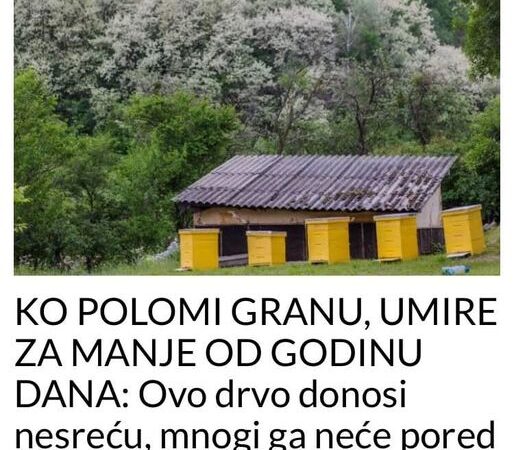 OVO DRVO DONOSI NESREĆU: KO MU POLOMI GRANU UMIRE ZA MANJE OD GODINU DANA..