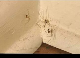 PAUKOVI NE PODNOSE MIRIS JEDNE BILJKE: Nabavite je i nećete ih više vidjeti u kući PAUKOVI NE PODNOSE MIRIS JEDNE BILJKE: Nabavite je i nećete ih više vidjeti u kući