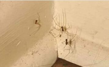 PAUKOVI NE PODNOSE MIRIS JEDNE BILJKE: Nabavite je i nećete ih više vidjeti u kući PAUKOVI NE PODNOSE MIRIS JEDNE BILJKE: Nabavite je i nećete ih više vidjeti u kući