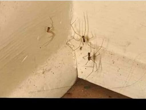 PAUKOVI NE PODNOSE MIRIS JEDNE BILJKE: Nabavite je i nećete ih više vidjeti u kući PAUKOVI NE PODNOSE MIRIS JEDNE BILJKE: Nabavite je i nećete ih više vidjeti u kući