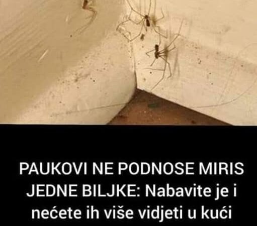 PAUKOVI NE PODNOSE MIRIS JEDNE BILJKE: Nabavite je i nećete ih više vidjeti u kući
