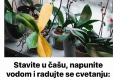 Stavite u čašu, napunite vodom i radujte se cvetanju: Svakoj ORHIDEJI je potreban ovaj domaći ELIKSIR
